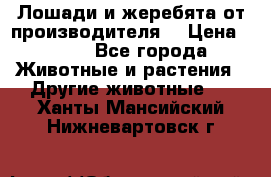 Лошади и жеребята от производителя. › Цена ­ 120 - Все города Животные и растения » Другие животные   . Ханты-Мансийский,Нижневартовск г.